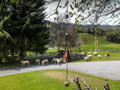 Walchauhof - Urlaub auf dem Bauernhof