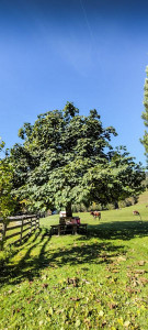 Walchauhof - Urlaub auf dem Bauernhof