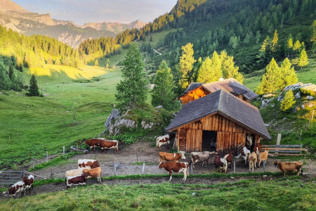 Wander- & Sommerurlaub - Walchauhof in Flachau