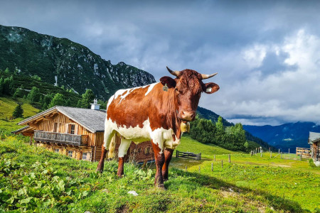 Wander- & Sommerurlaub - Walchauhof in Flachau