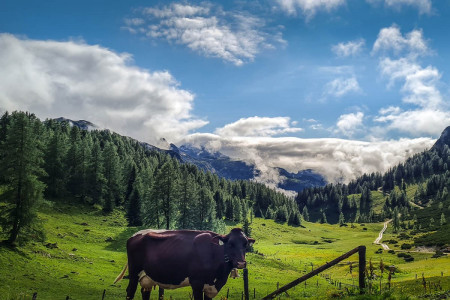 Wander- & Sommerurlaub - Walchauhof in Flachau