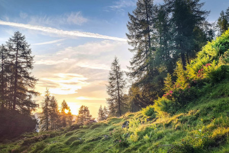 Wander- & Sommerurlaub - Walchauhof in Flachau